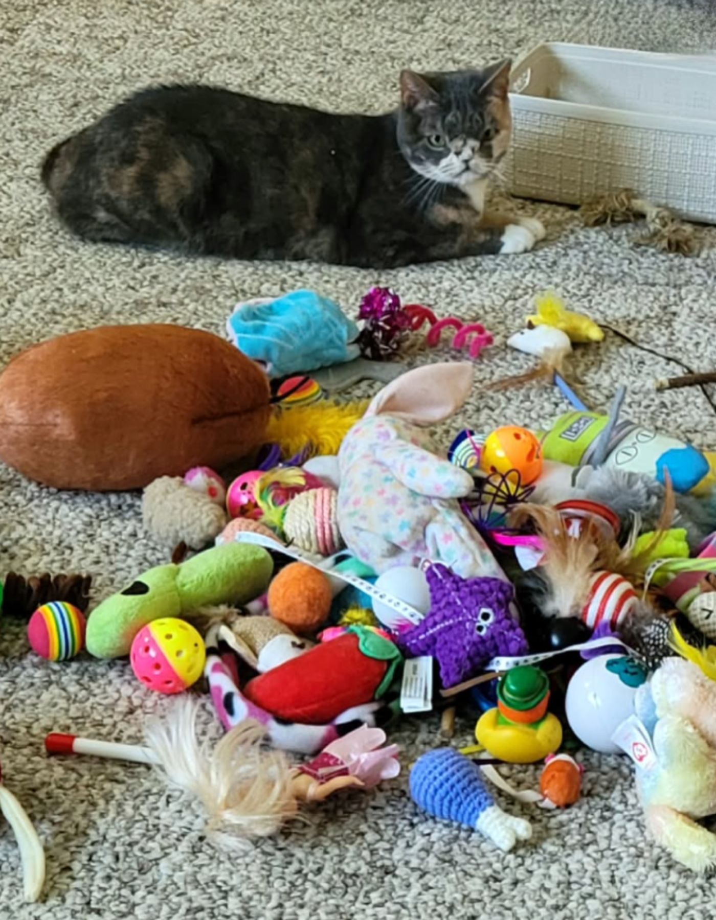 kitten and a pile of toys