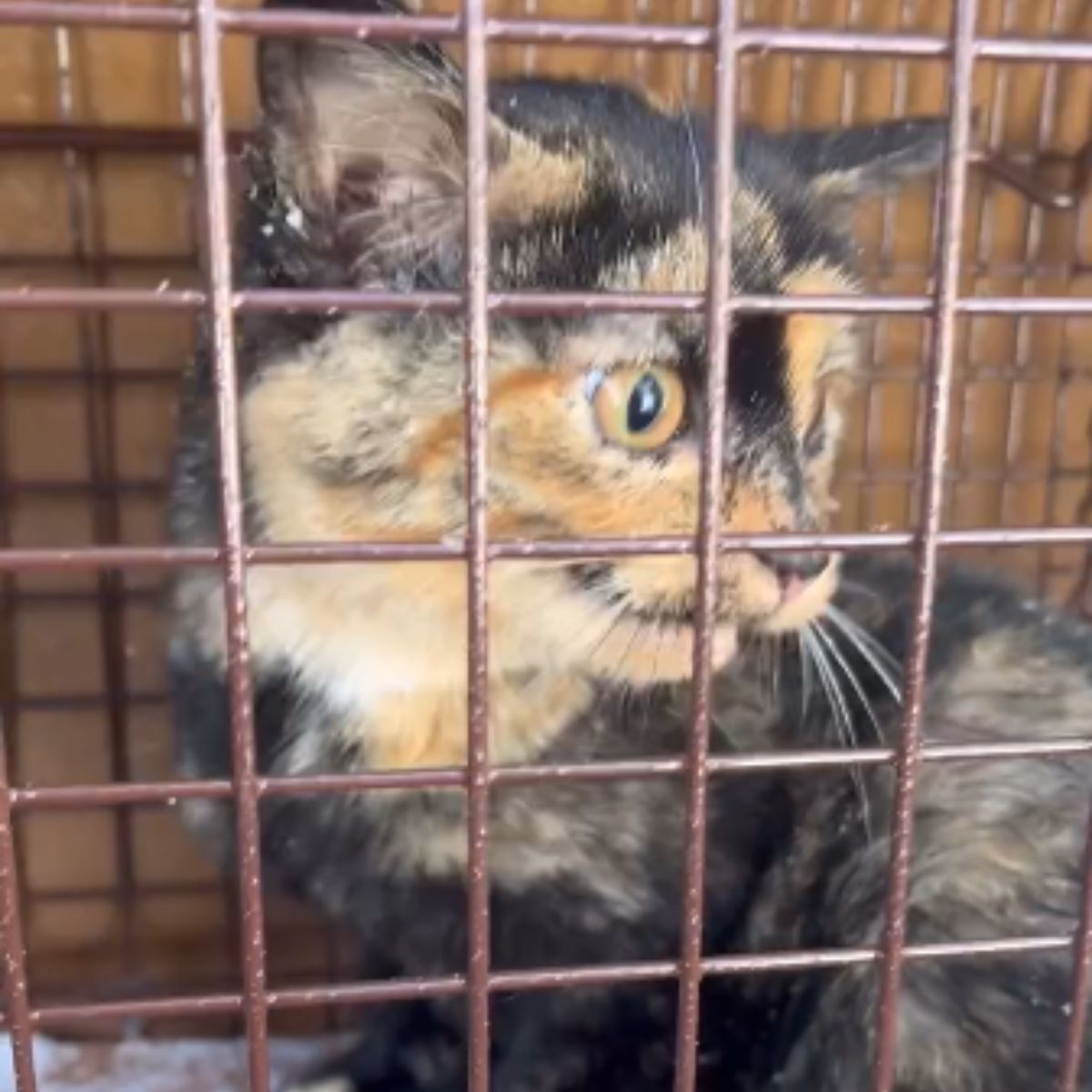 kitten in crate