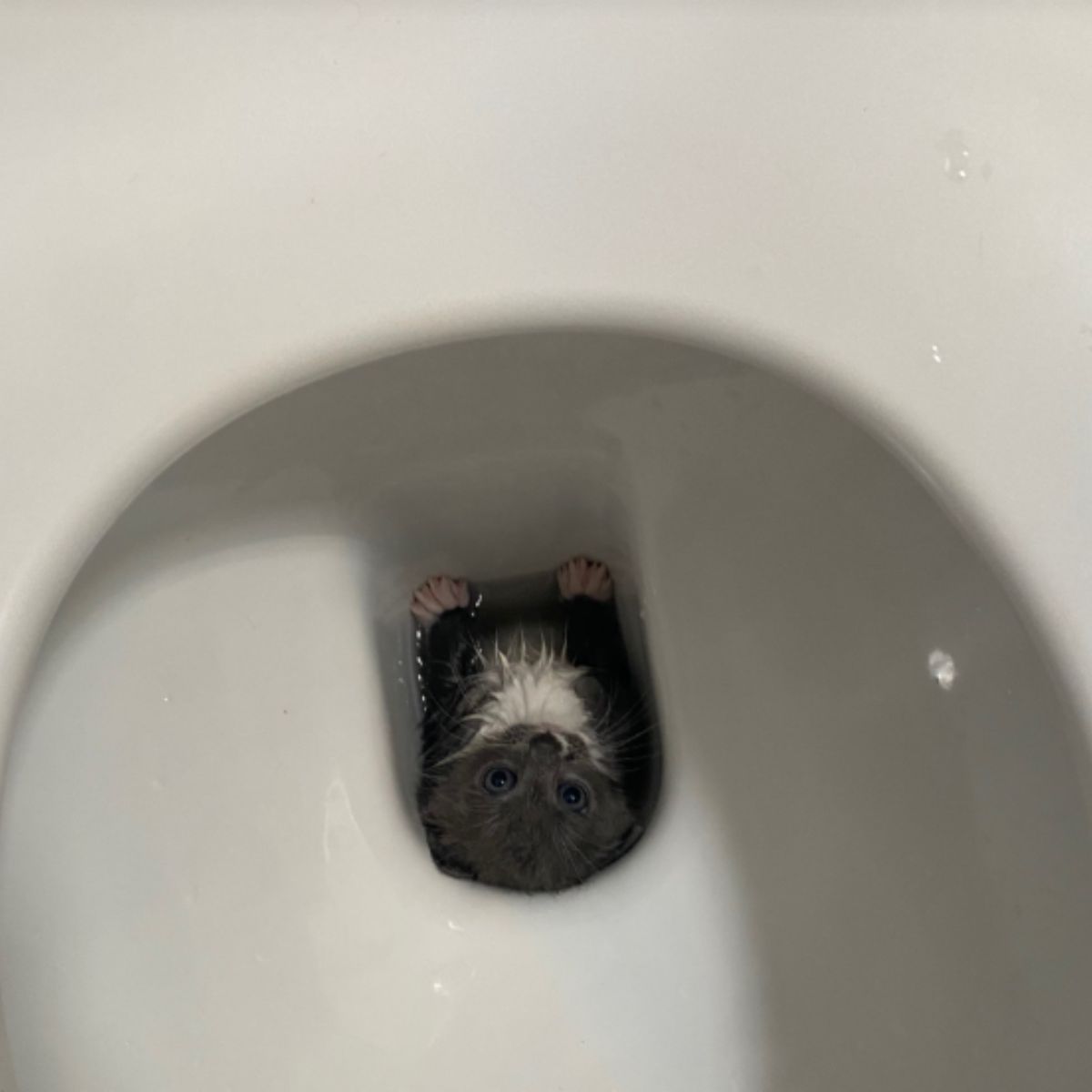 kitten in toilet