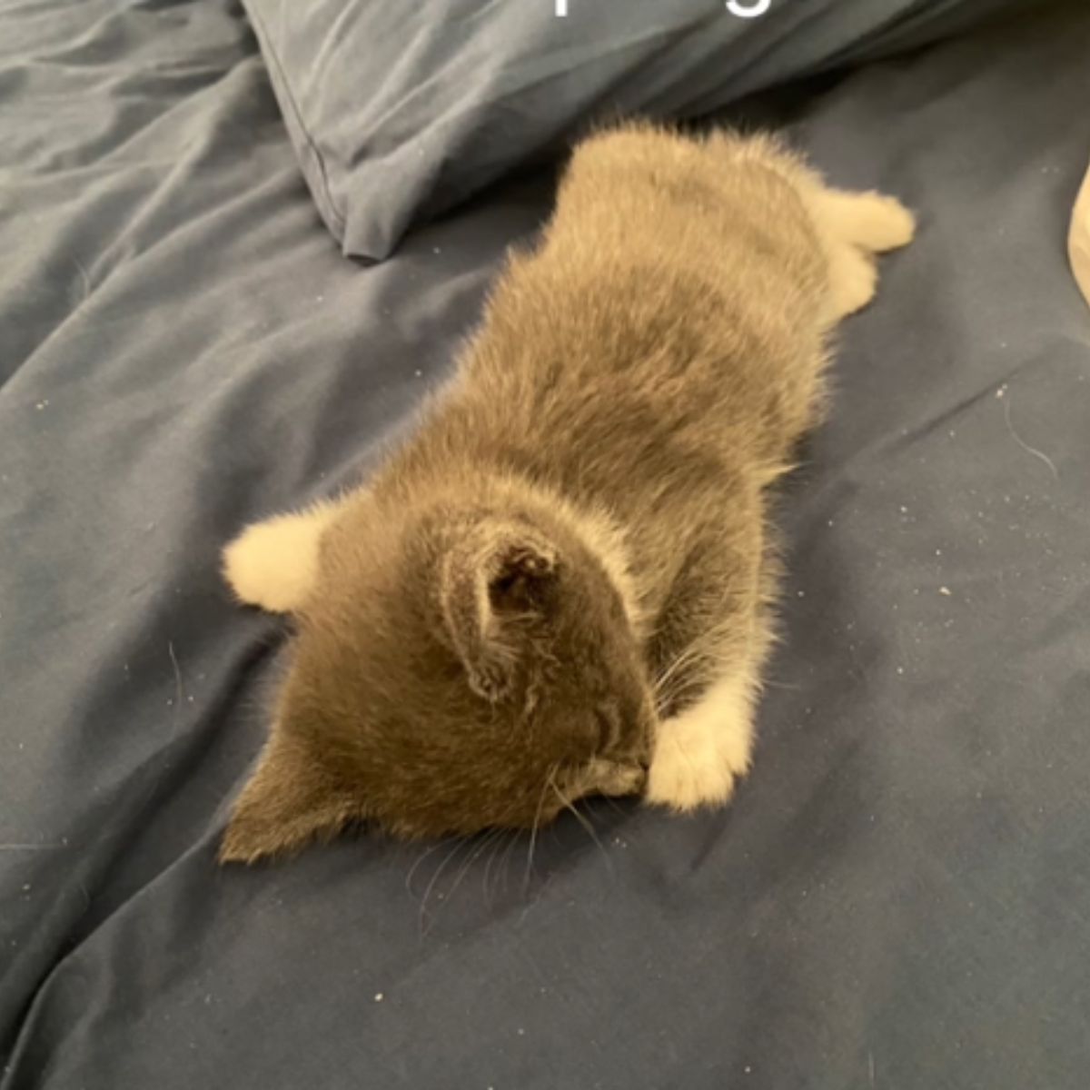 kitten lying on sheet