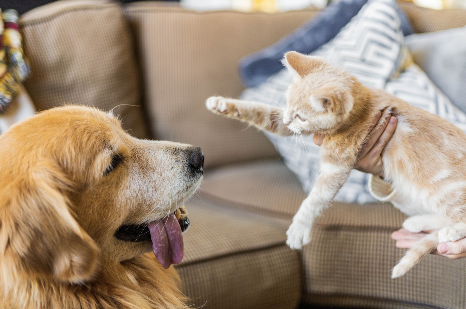 kitten meeting dog