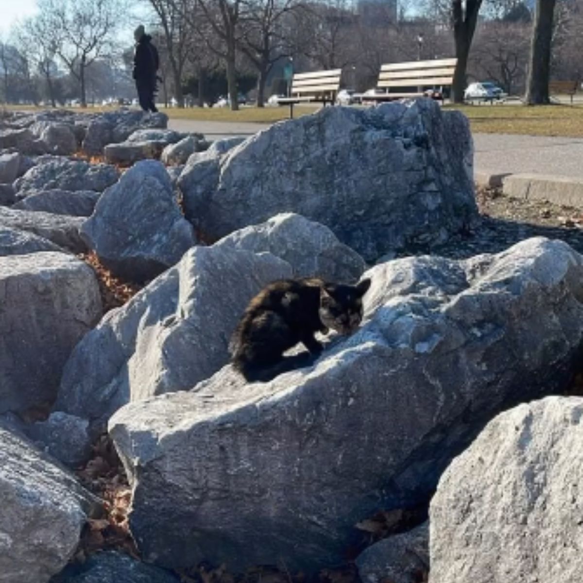 kitten on a rock