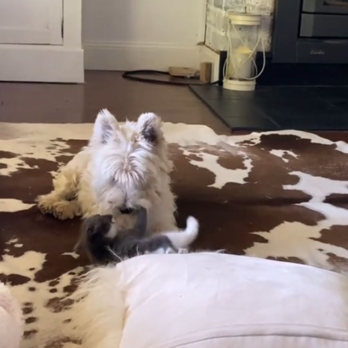 kitten playing with dog