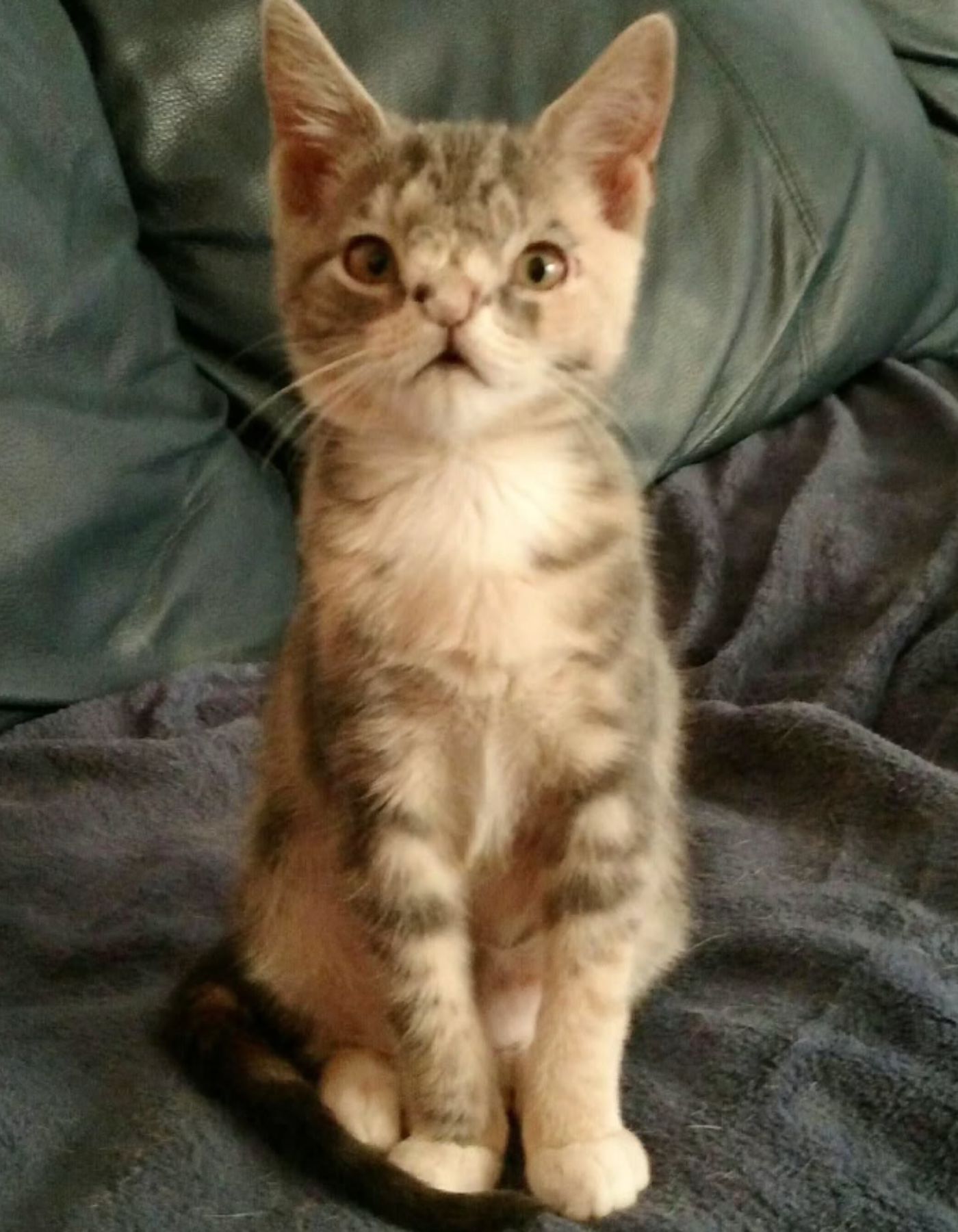 kitten sitting on couch