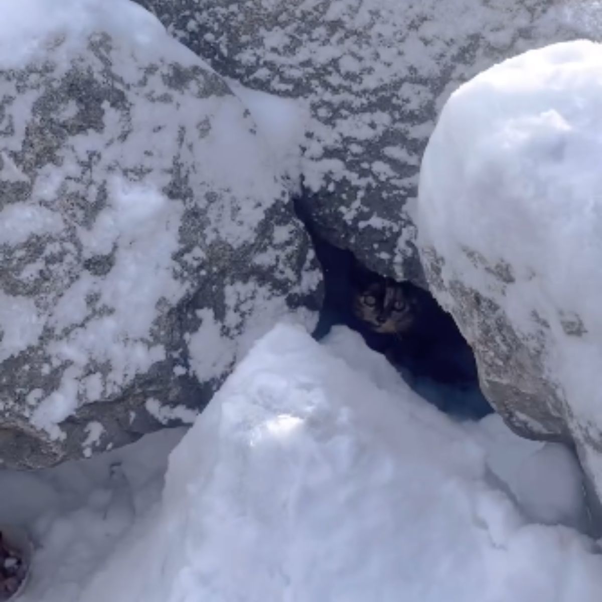 kitten under snowy rocks