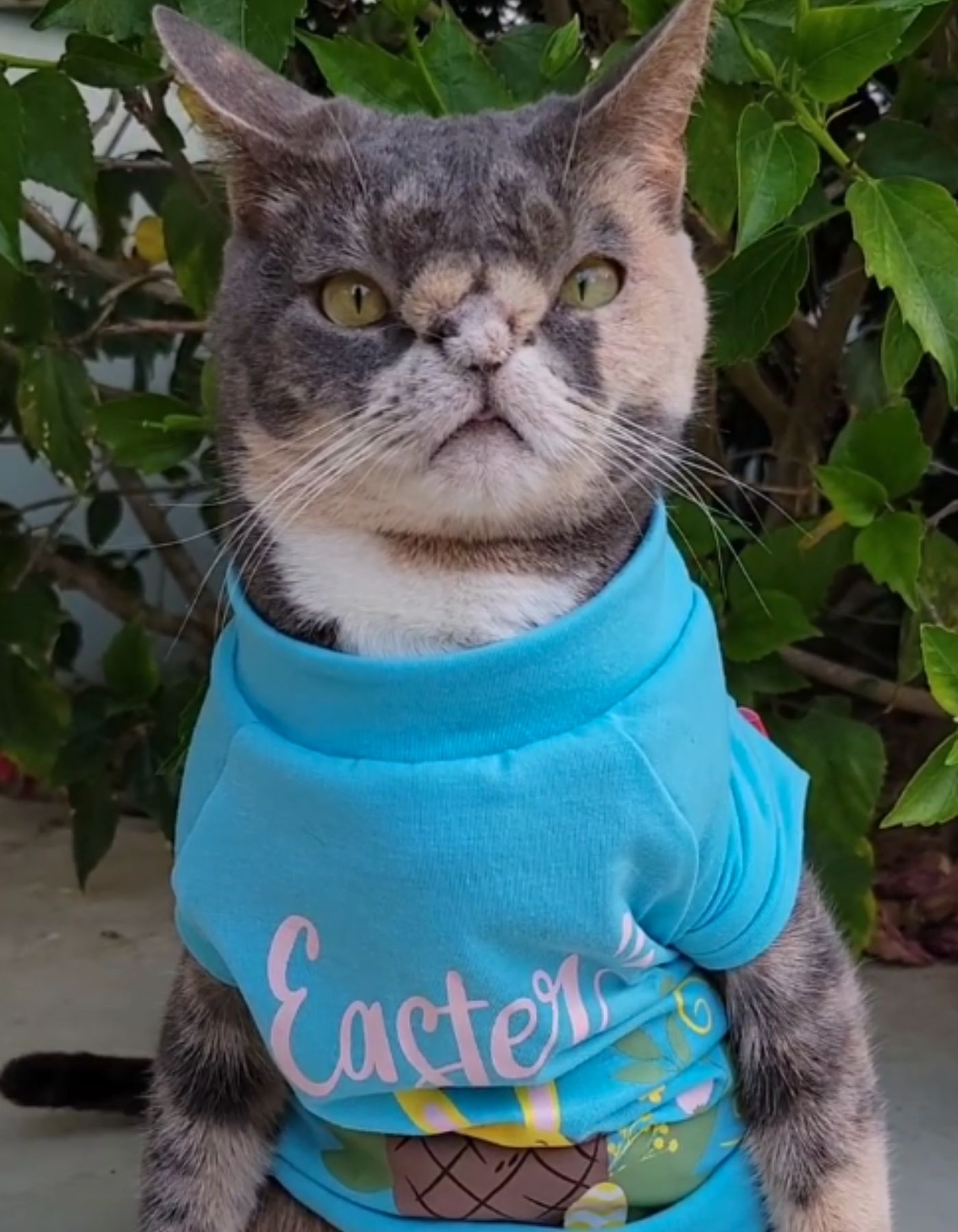 kitten wearing a blue shirt