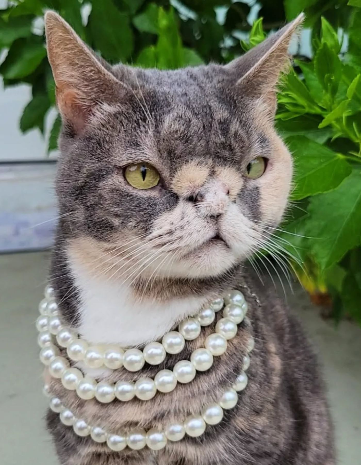 kitten wearing pearls