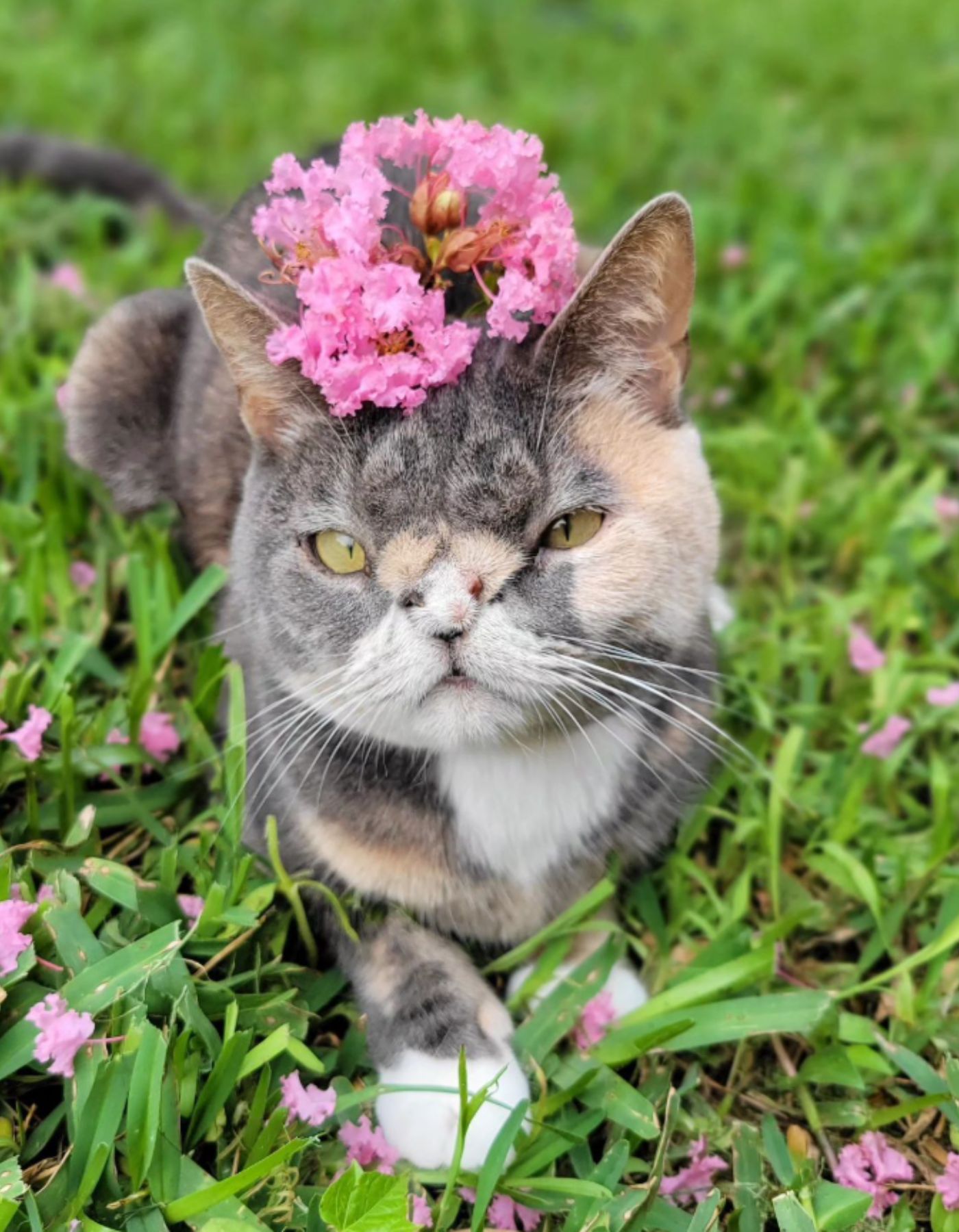 kitten with a flower on its head