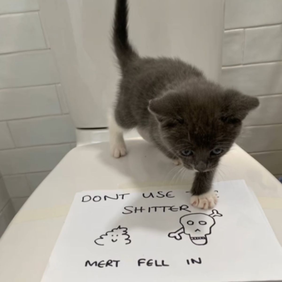 kitten with sign in toilet