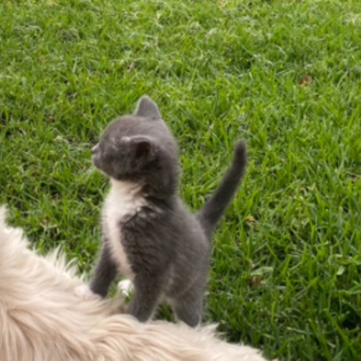 kittens stands on two legs by dog