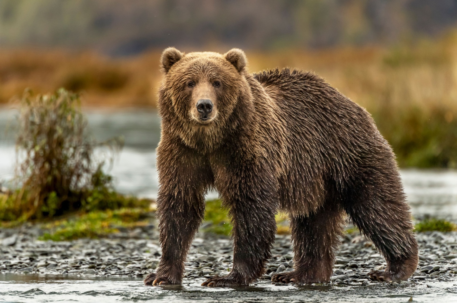 kodiak bear