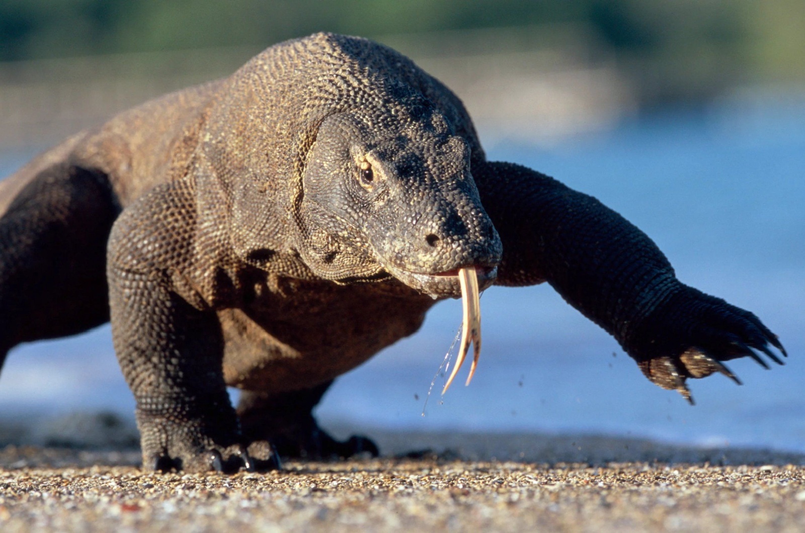 komodo dragon 