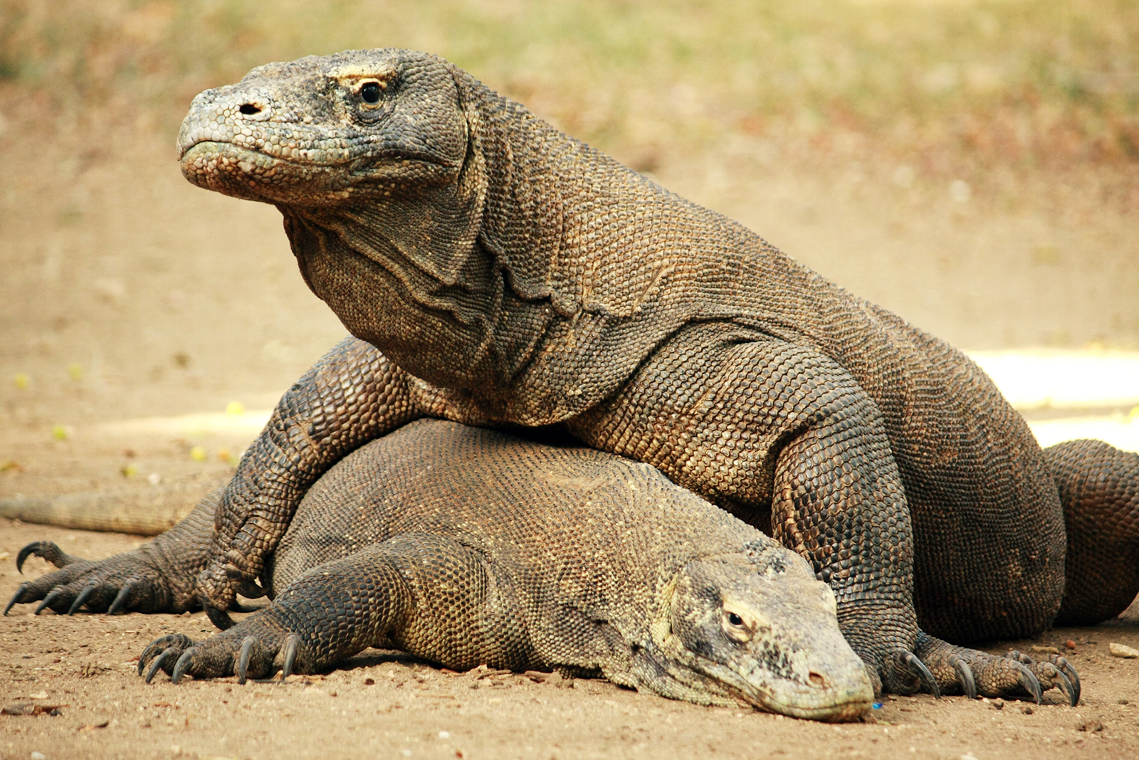 komodo dragon