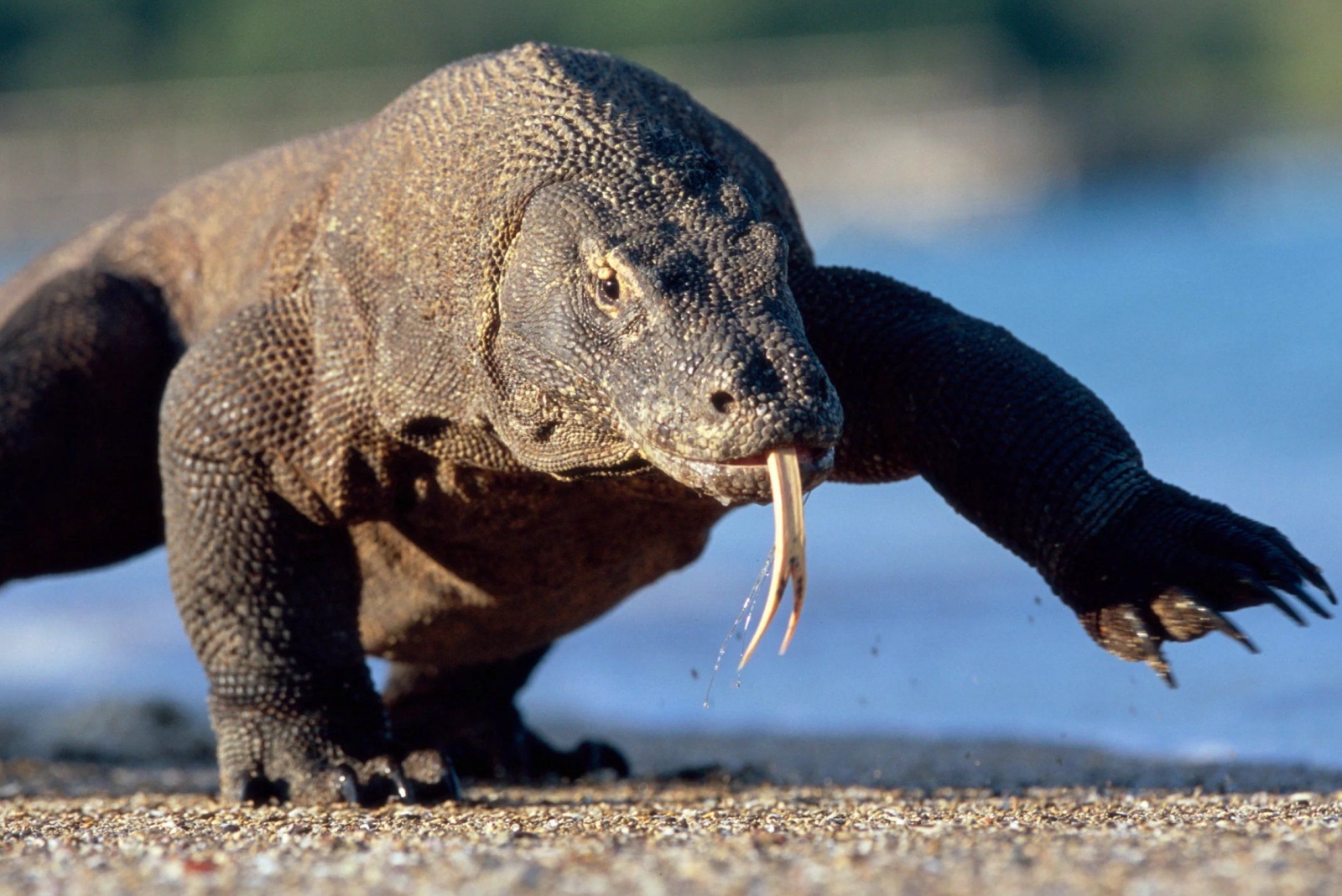 komodo dragon