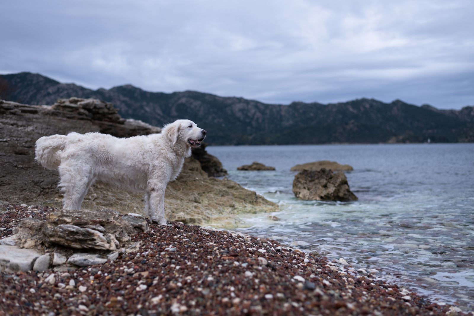 kuvasz dog