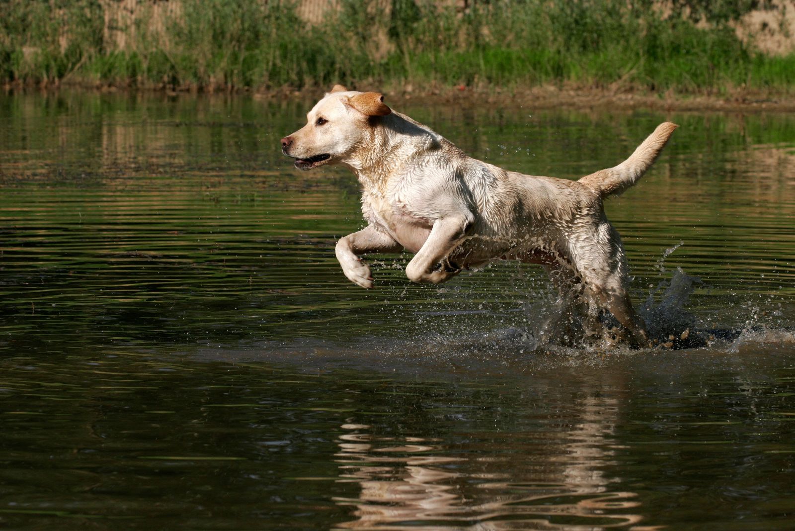 lab running