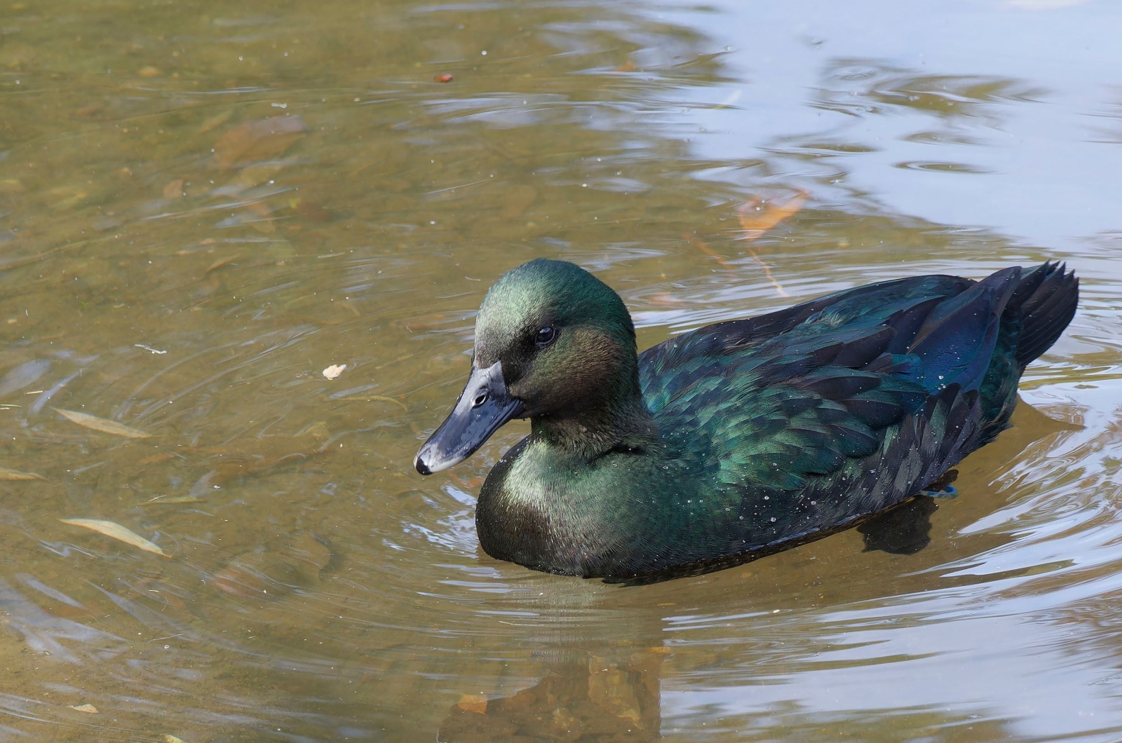 labrador duck