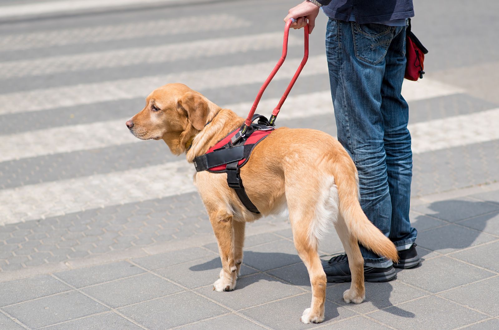 labrador in a walk with his owner