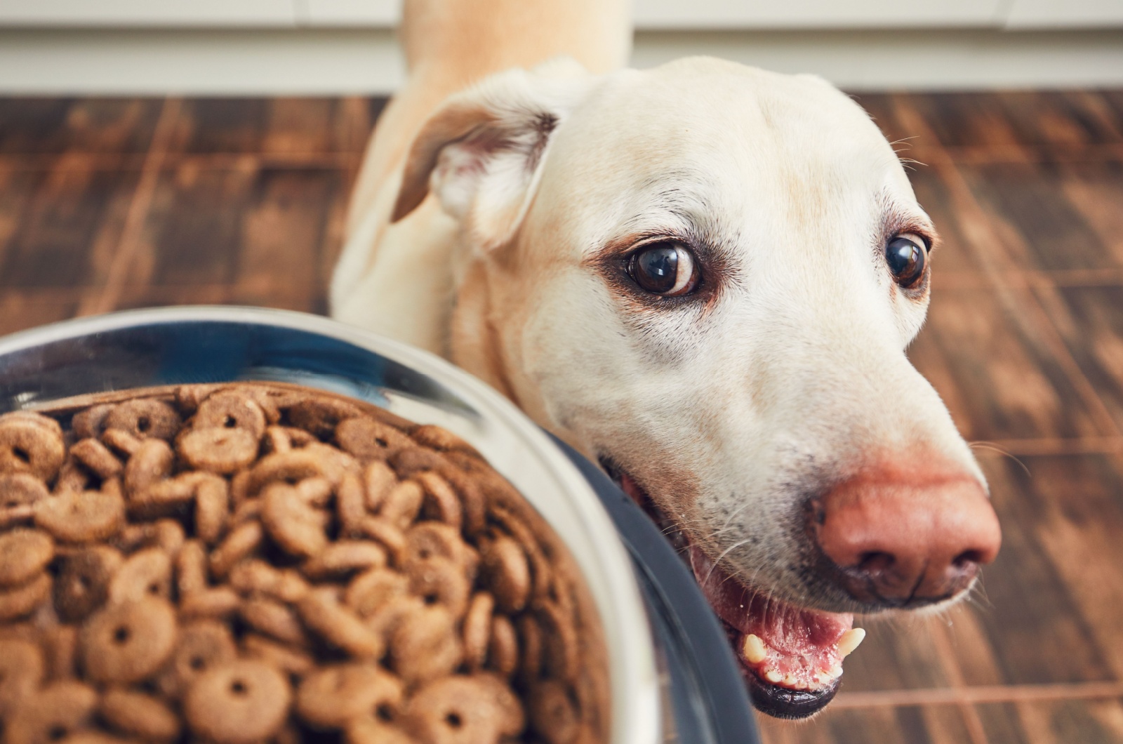 labrador retriever and food