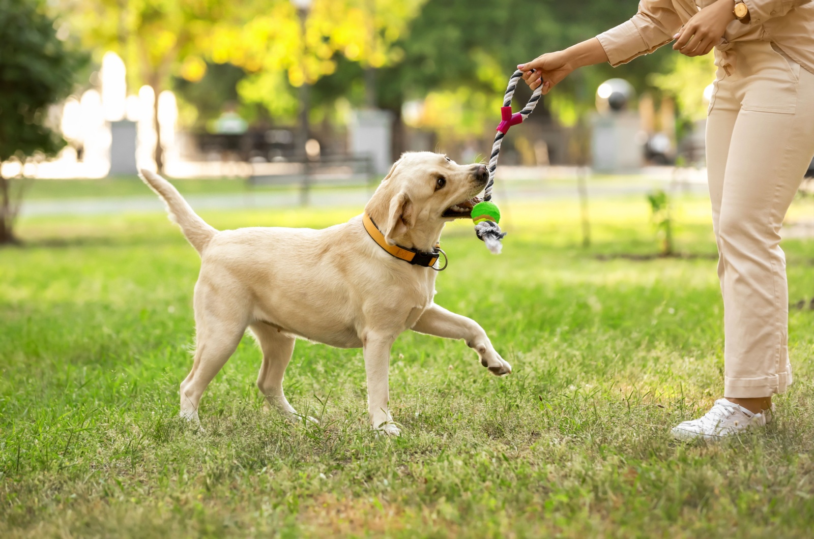 labrador retriever and owner playing