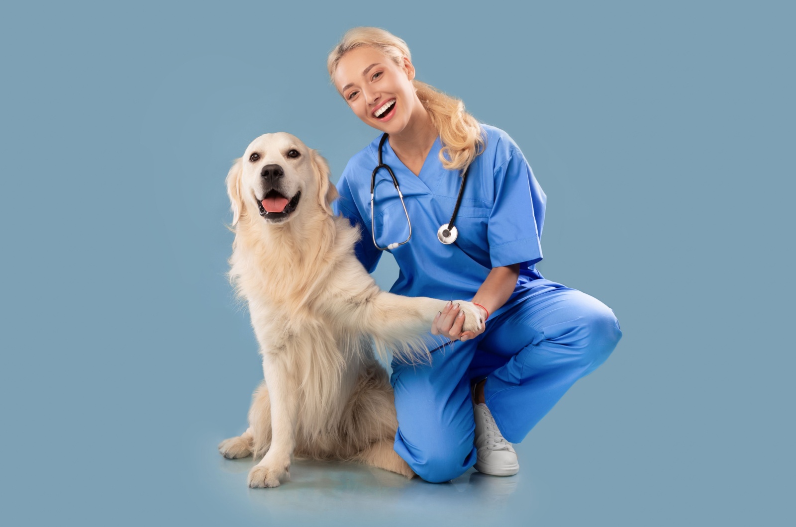 labrador retriever and vet