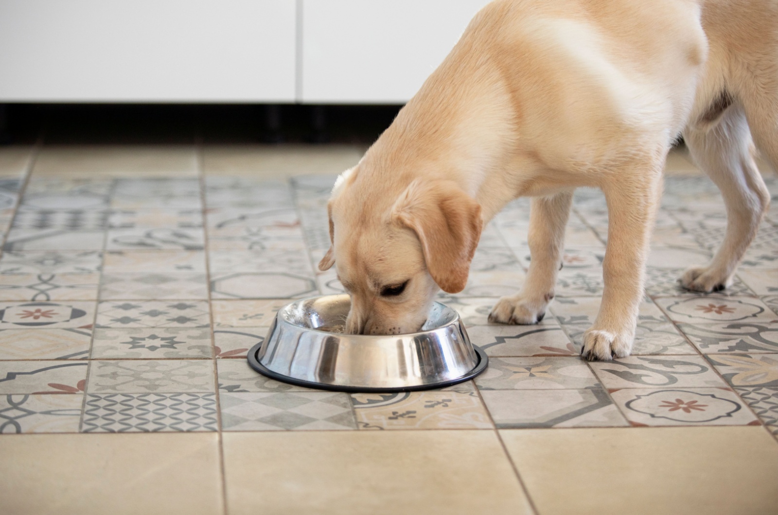 labrador retriever eating