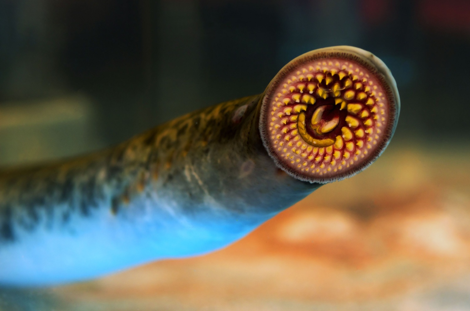 lamprey