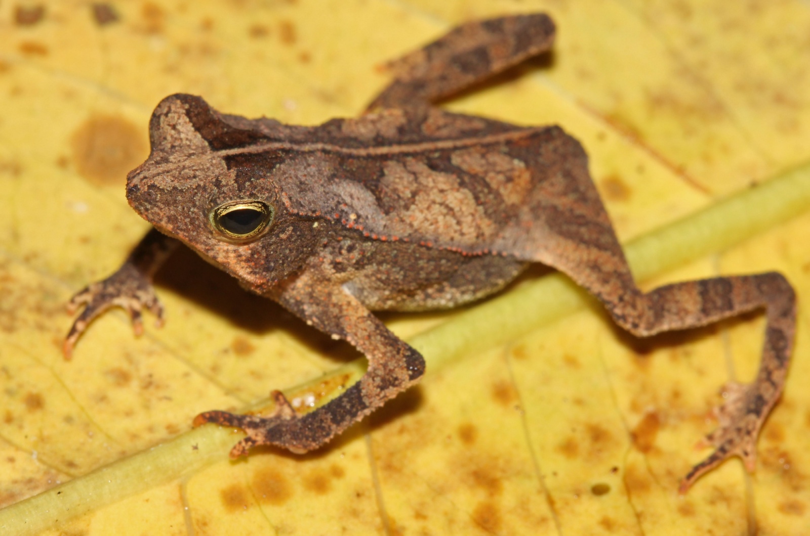 leaf frog