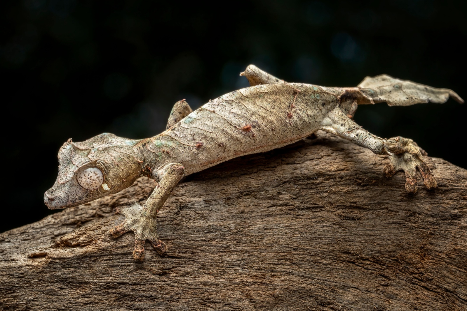 leaf gecko