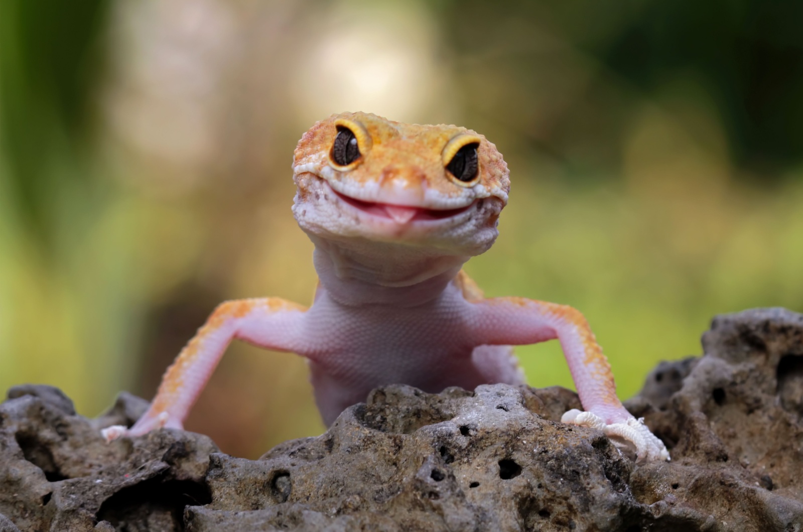 leopard gecko