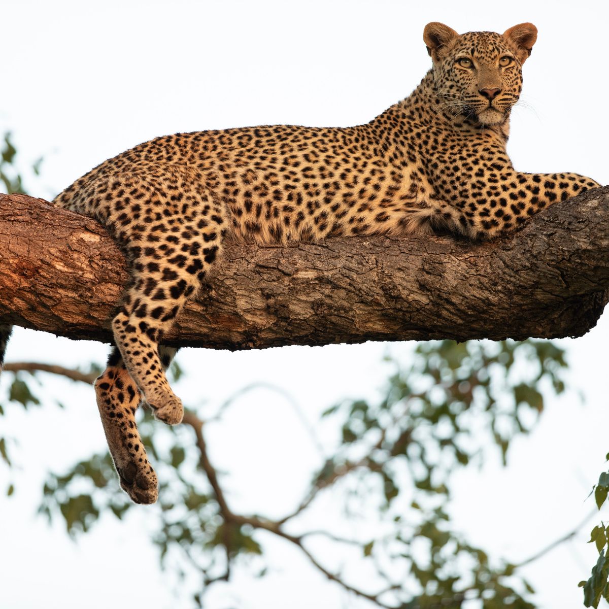 leopard on tree