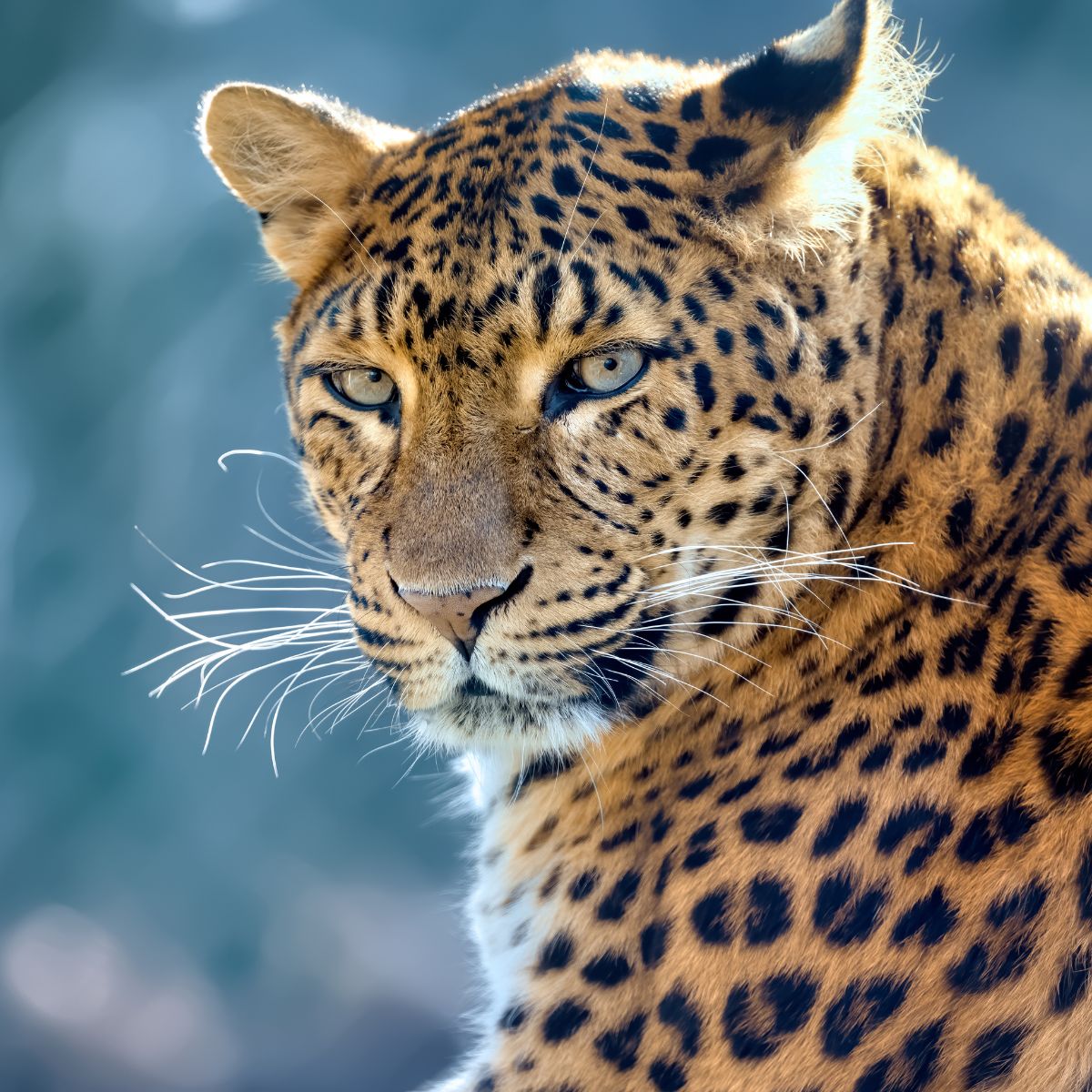 leopard portrait