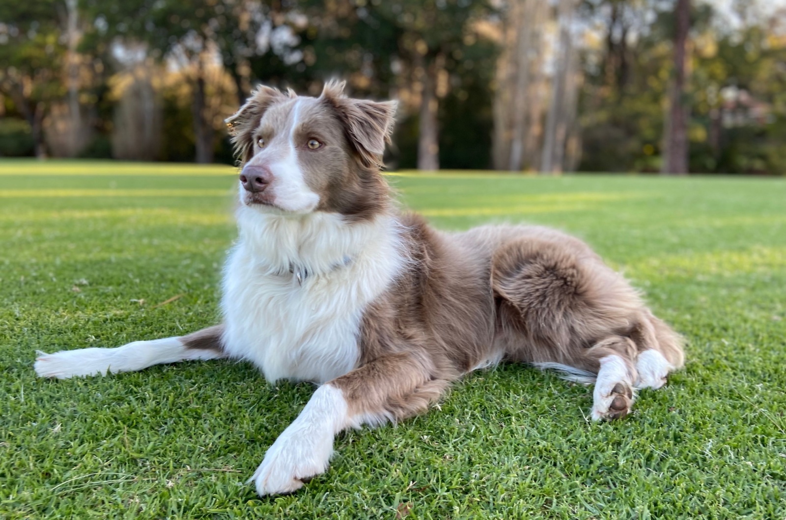 lilac border collie