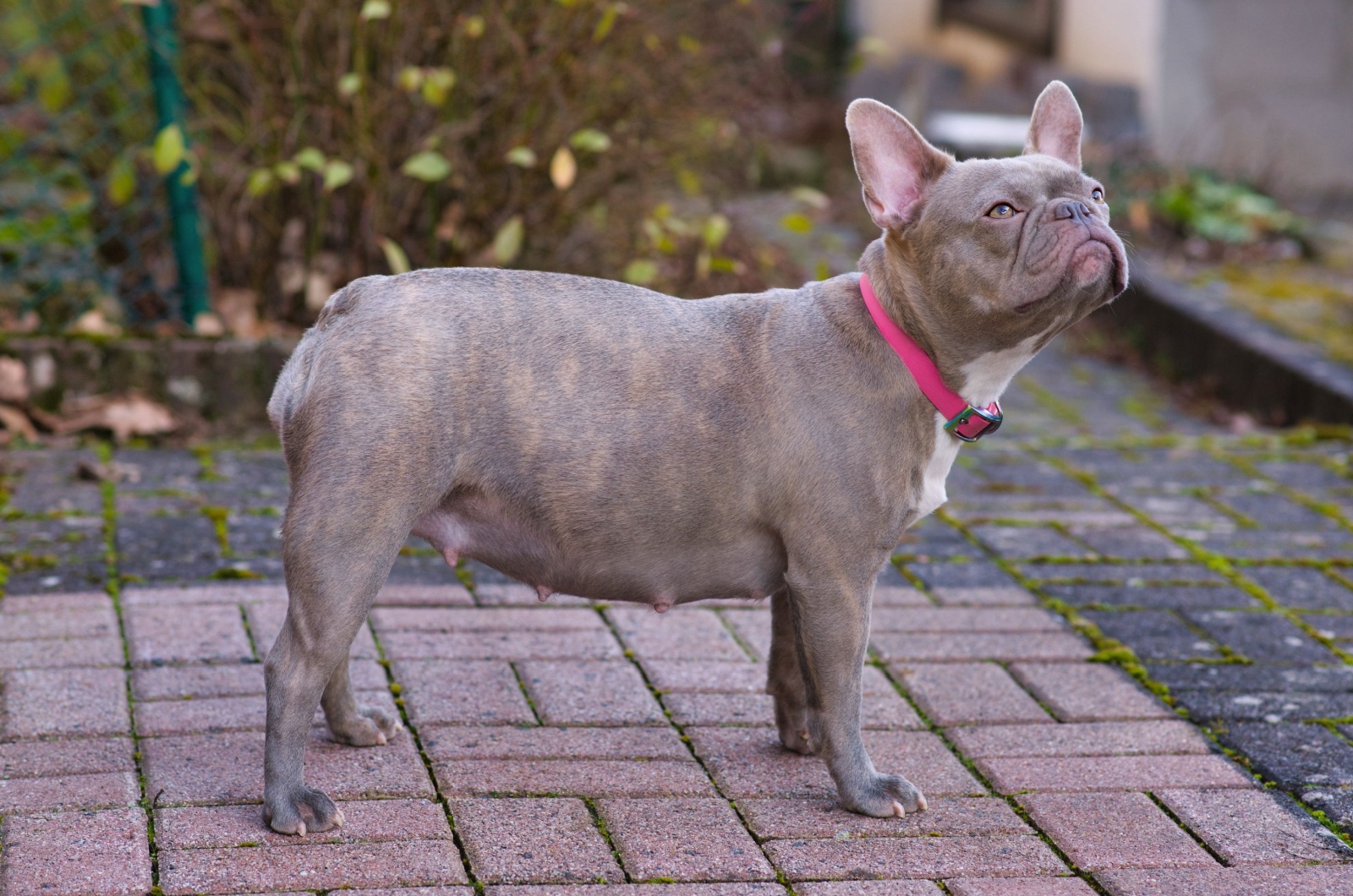 lilac french bulldog