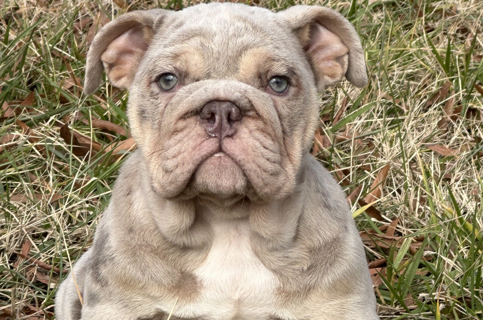 lili bulldog