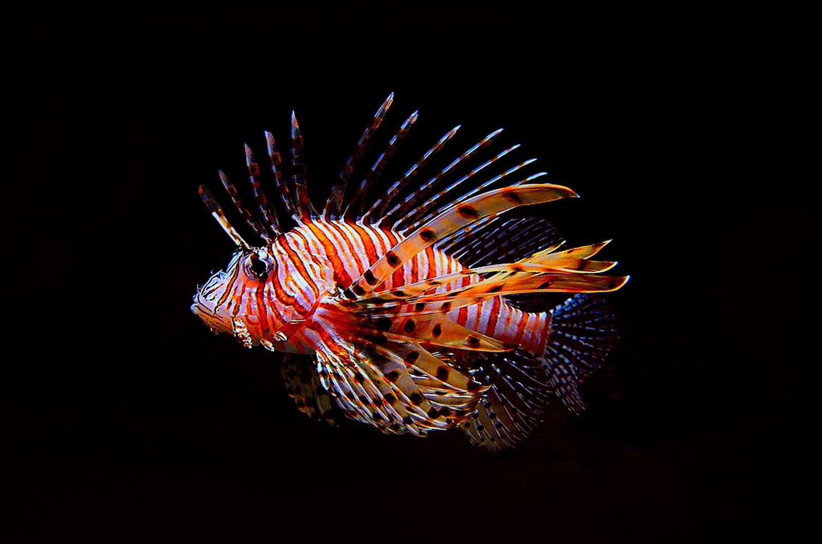 lion fish