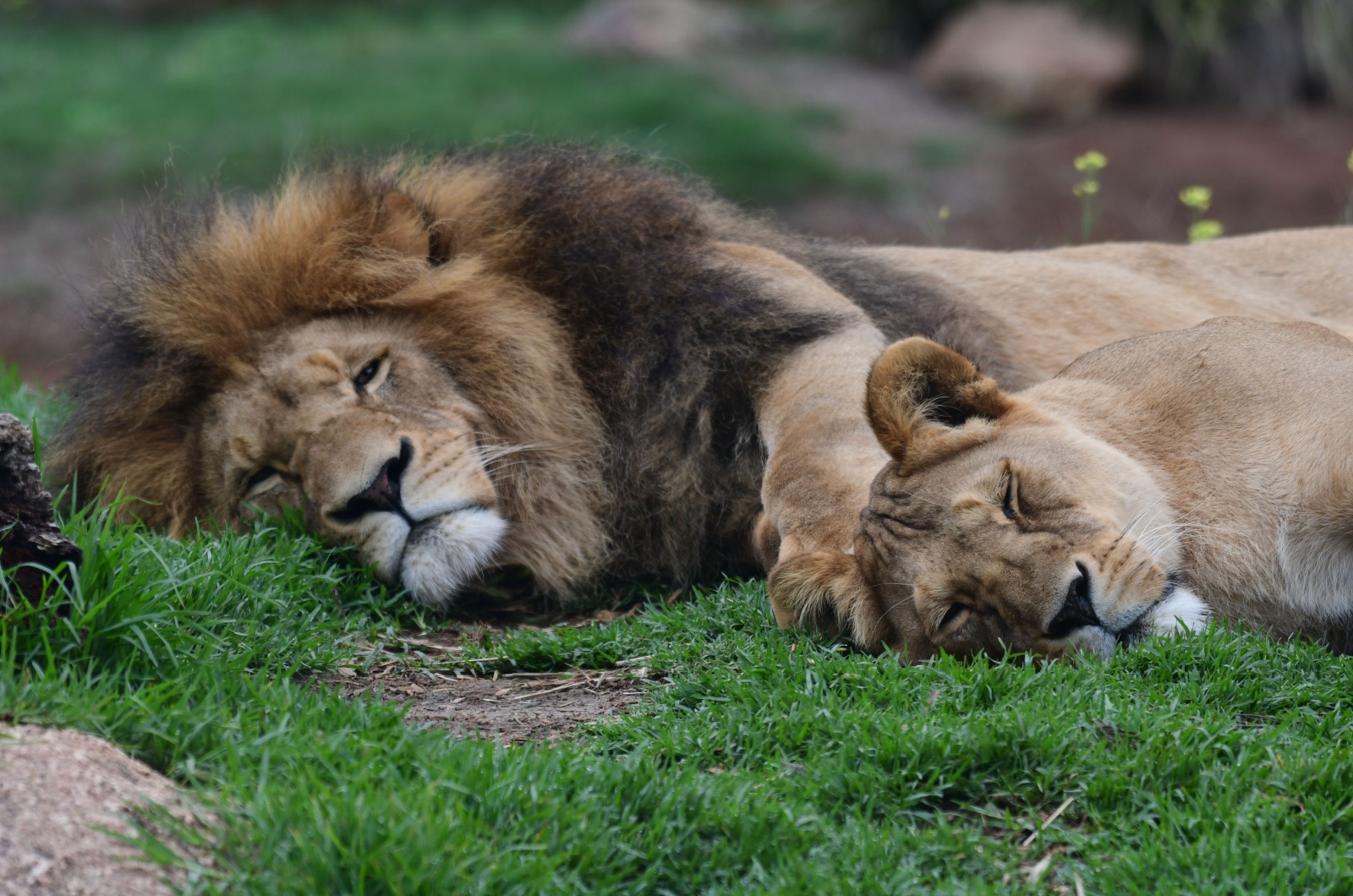 lion with his baby