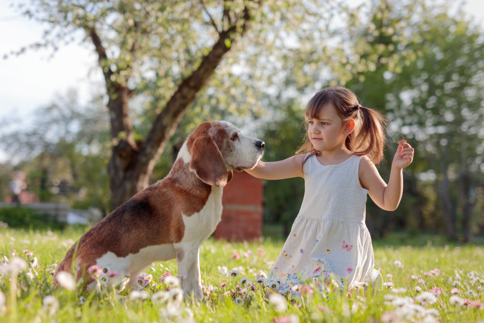 little girl and a senior dog