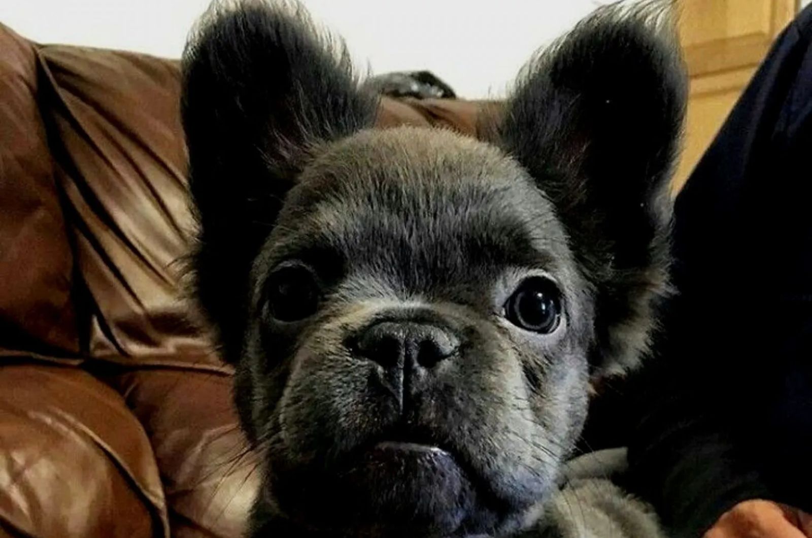 long haired French Bulldog