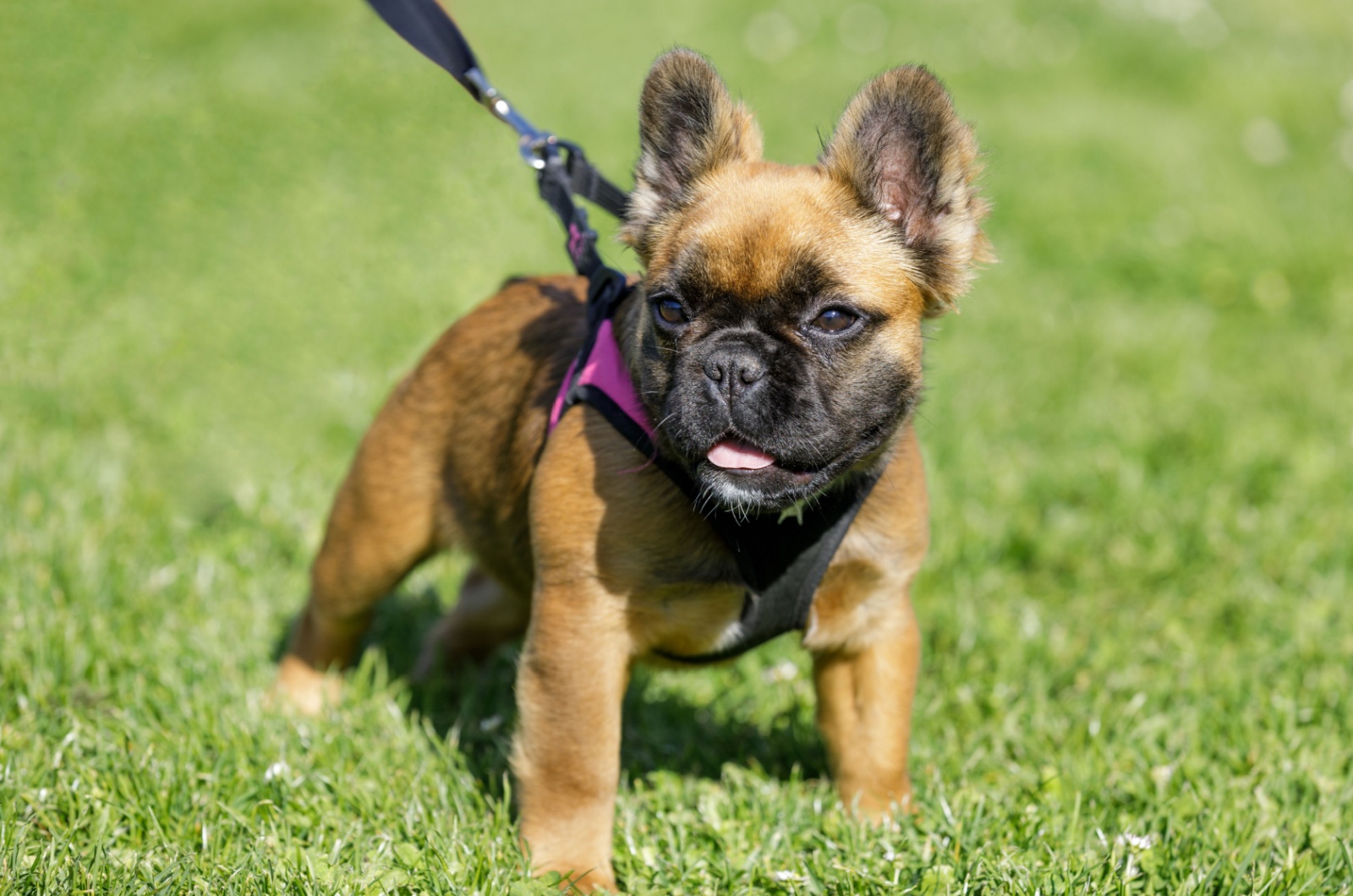 long haired french bulldog puppy