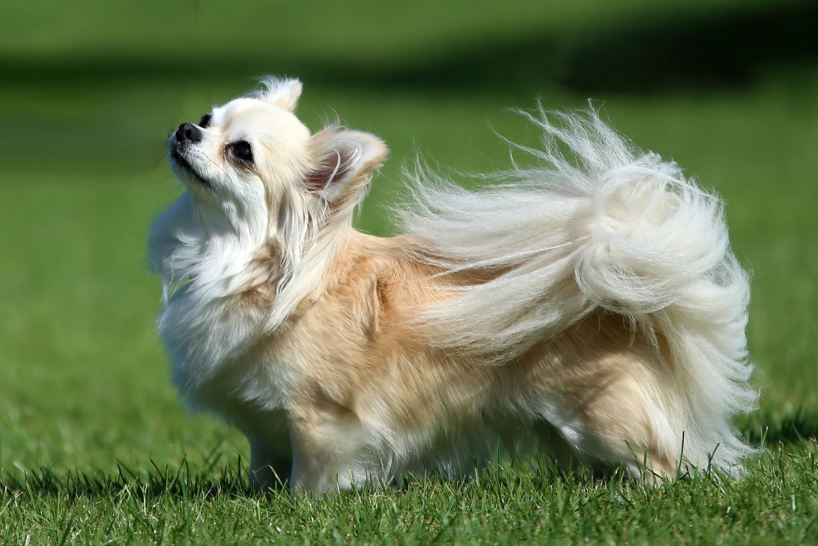 longhaired chihuahua