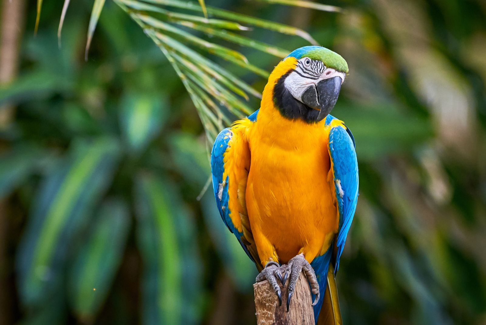 macaw parrot