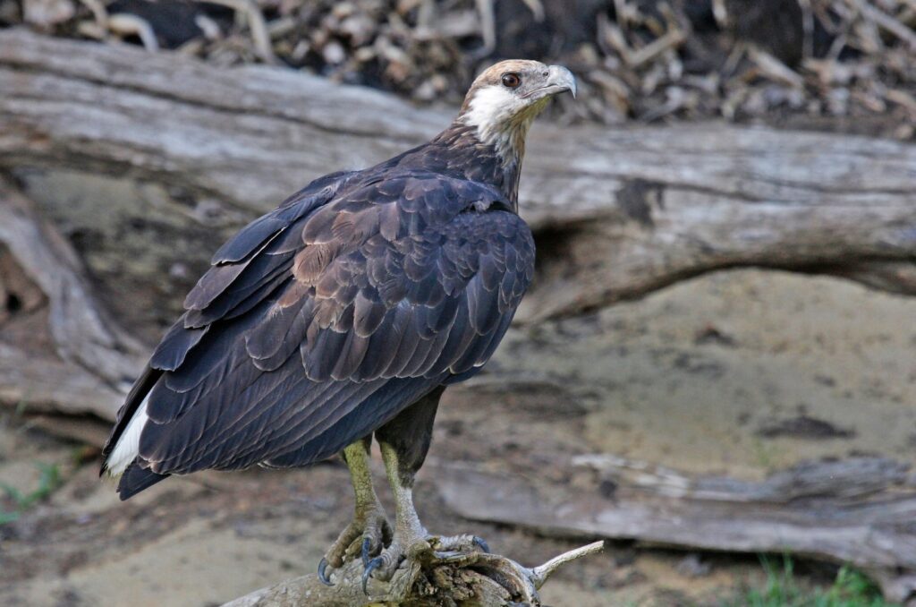 madagascar fish eagle