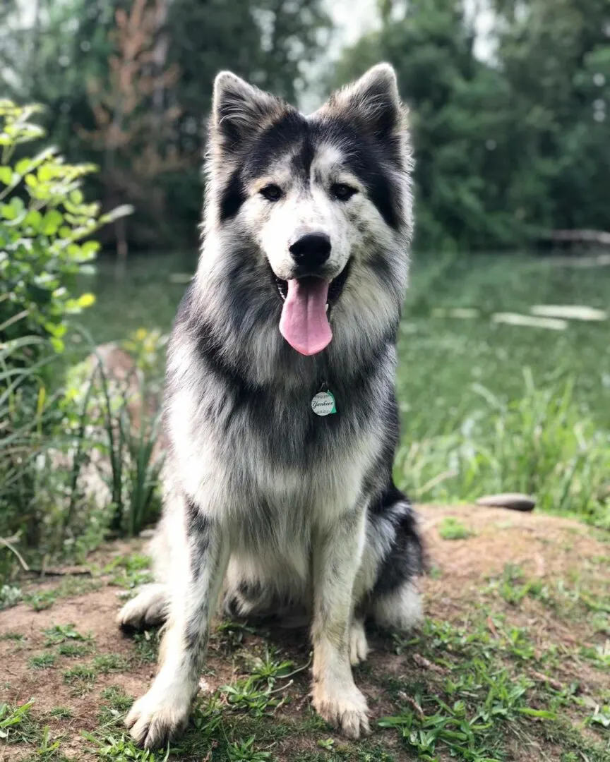 malamute newfie mix