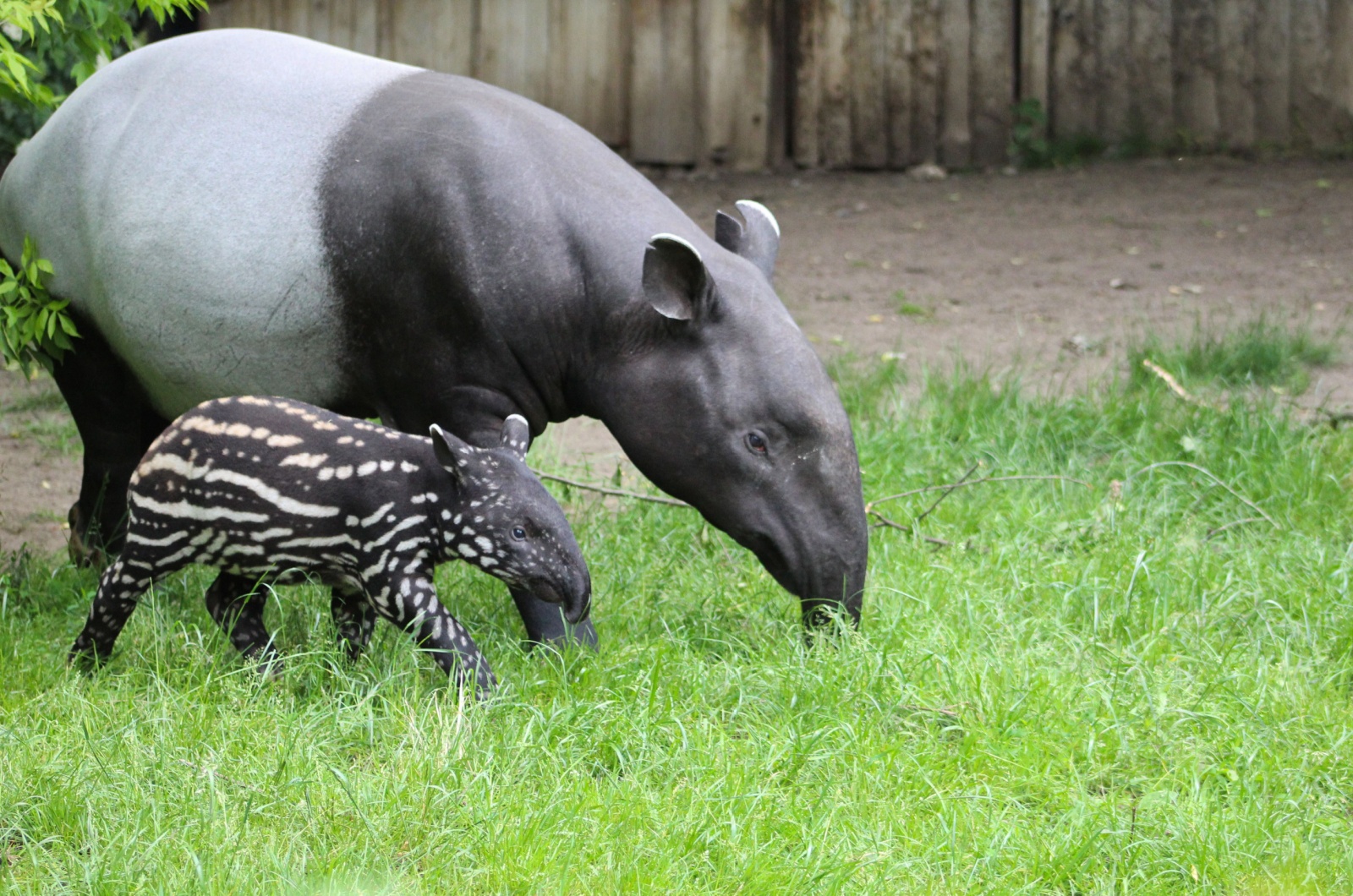 malayan tapir