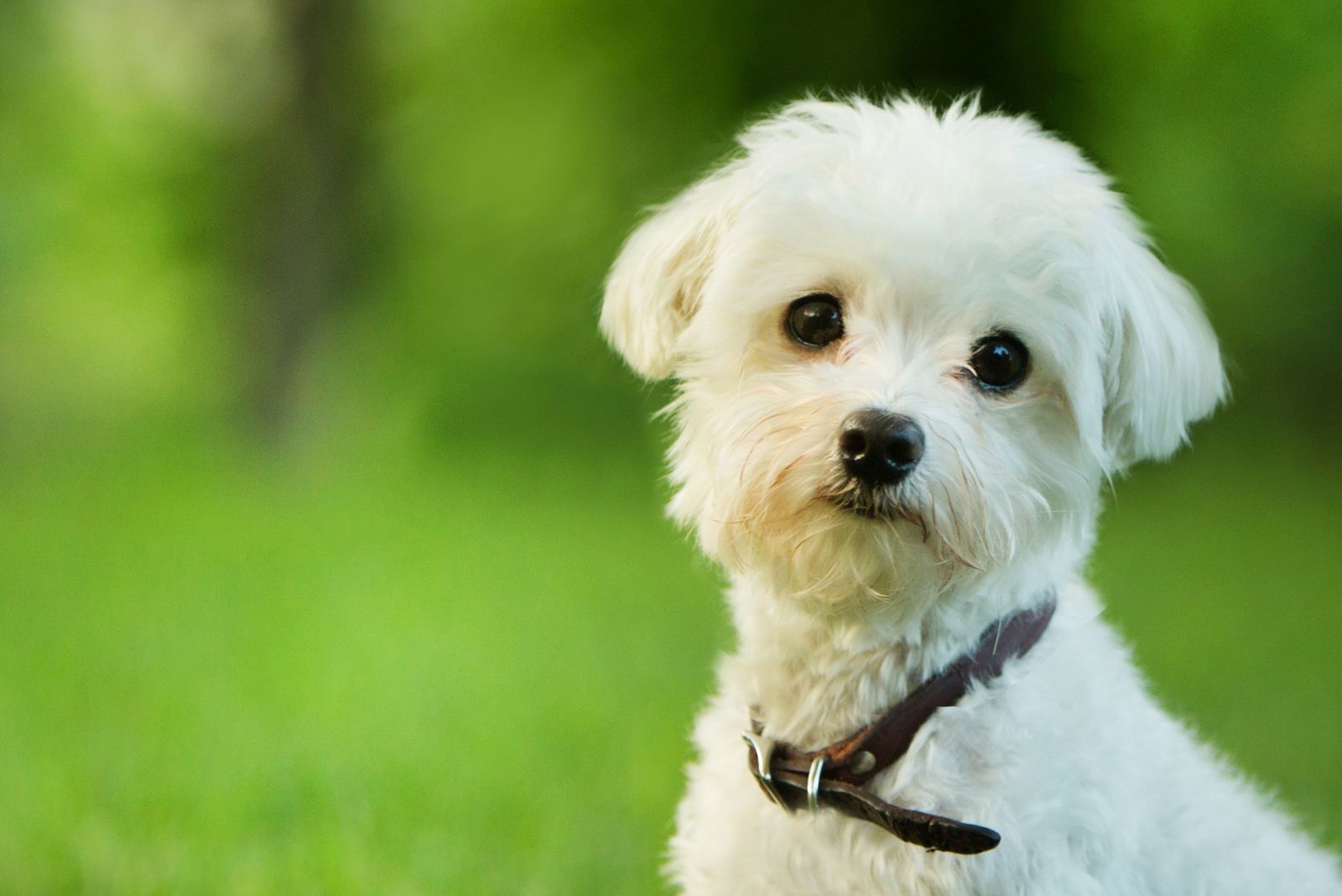 maltese