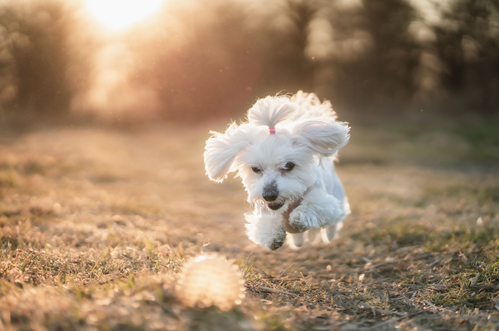 maltese