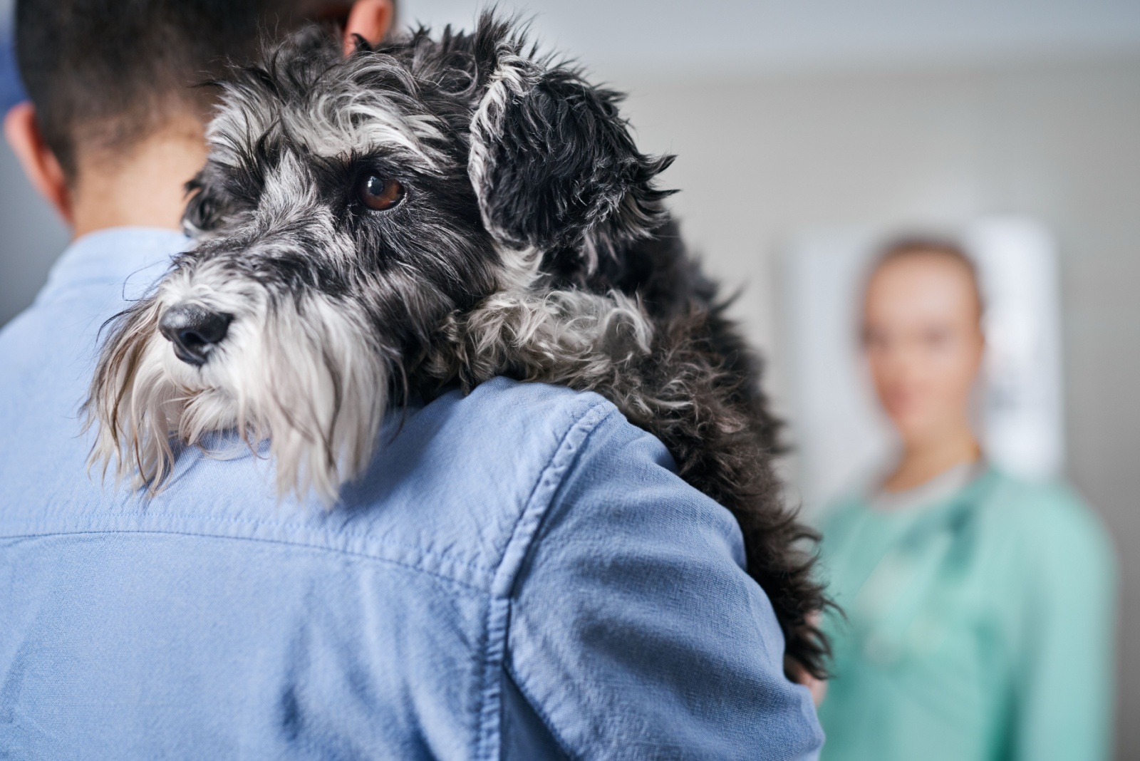 man carrying a senior dog