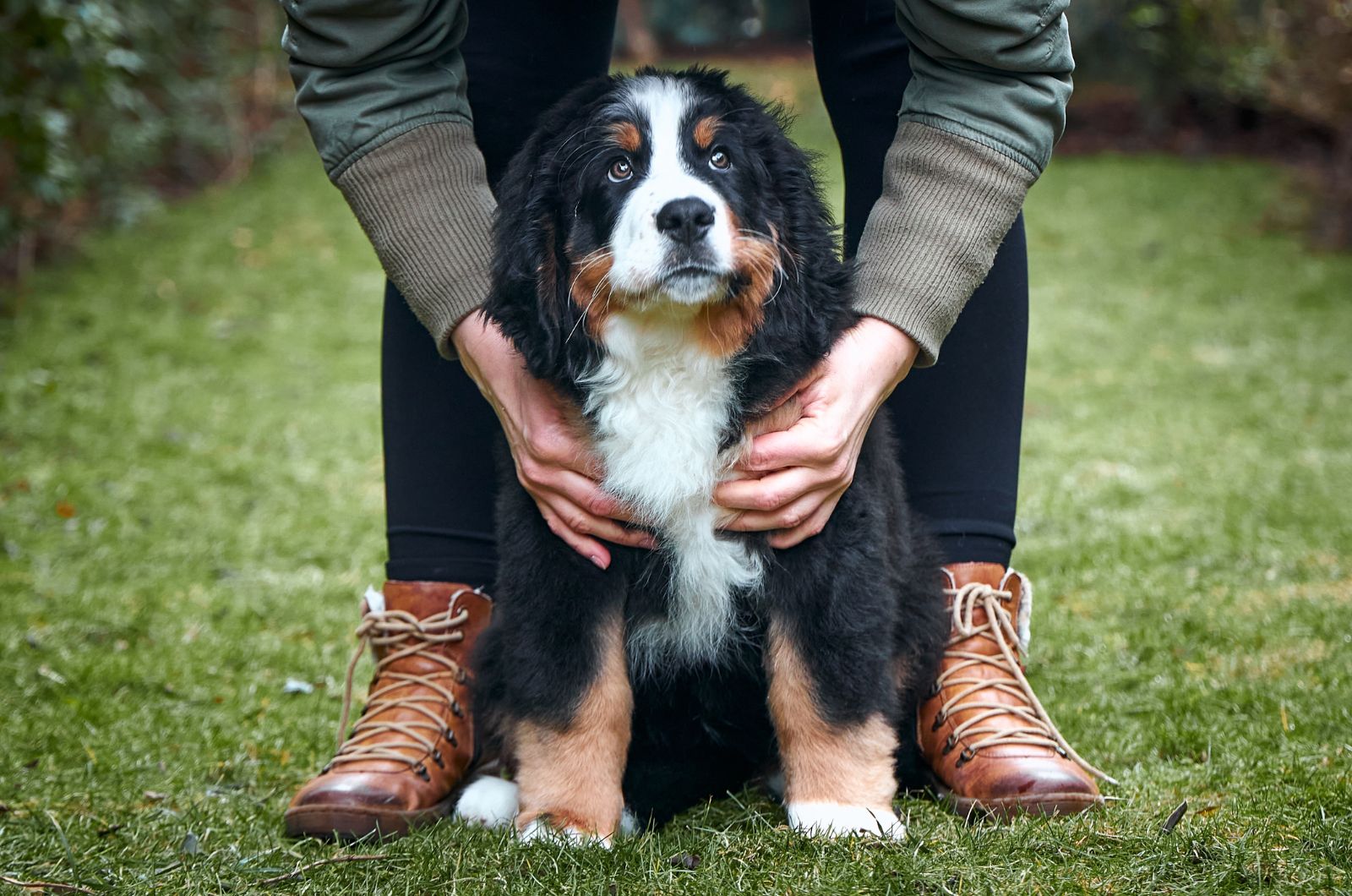 man cuddling bernese dog