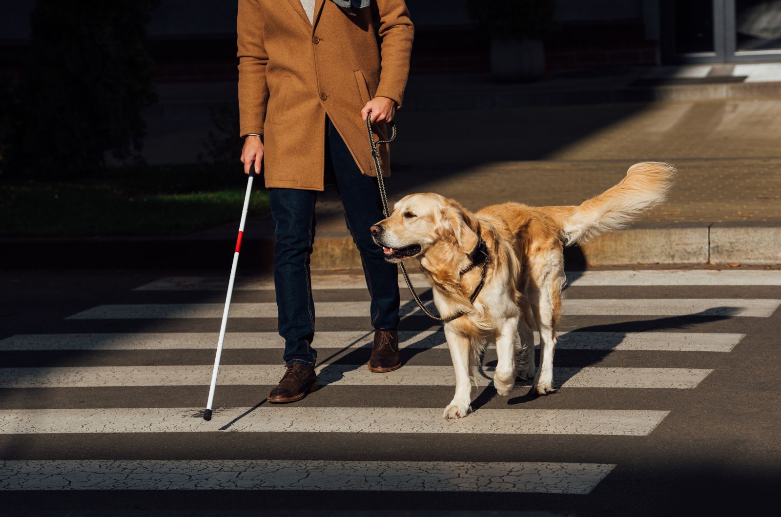 man in walk with golden retriever